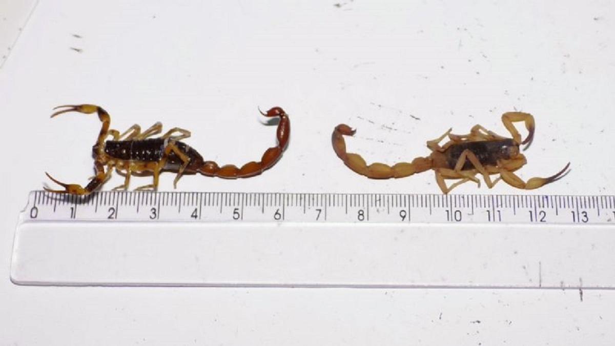 Picada de escorpião, cobra ou aranha: procure atendimento na Santa Casa