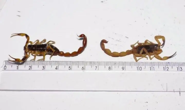 Picada de escorpião, cobra ou aranha: procure atendimento na Santa Casa